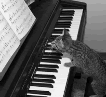 Kitty Piano GIF