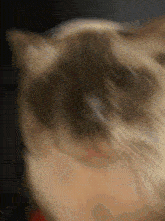 Tom Cat GIF - Tom Cat Joey6230 GIFs