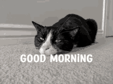 Tibert Good Morning Cat Good Morning GIF - Tibert Good Morning Cat Good Morning Tibert GIFs