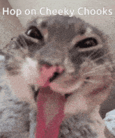 a close up of a cat 's face with the words hop on cheeky chooks below it
