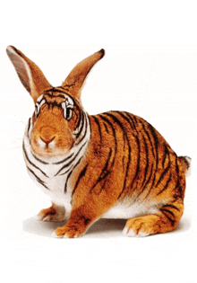 a rabbit that looks like a tiger is laying down