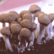 Mushroom Doubleblind GIF - Mushroom Doubleblind Shroom GIFs