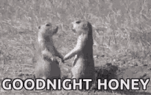Goodnight Kiss GIF - Goodnight Kiss Prairie Dogs GIFs