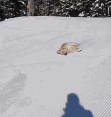 Dog Sliding GIF - Dog Sliding GIFs