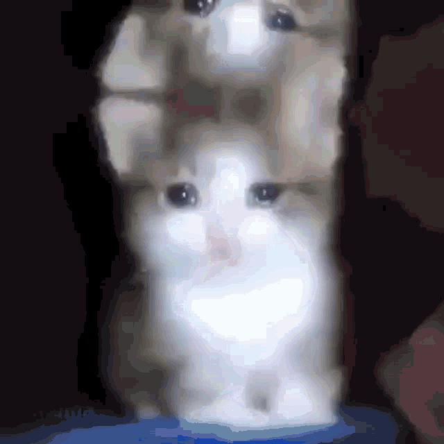 Sad Cat Cry GIF - Sad Cat Cry Tears GIFs