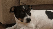 Dog Shocked GIF - Dog Shocked Stare GIFs