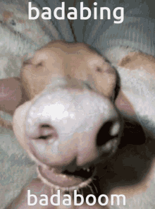 Badabing Badaboom GIF - Badabing Badaboom Dog Sleeping GIFs