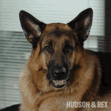Bark Rex GIF