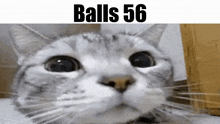 Balls Balls 56 GIF - Balls Balls 56 Cat GIFs