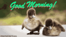 Good Morning Hello Monday GIF - Good Morning Hello Monday Ducks GIFs