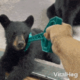 Scratching Bear GIF - Scratching Bear Viralhog GIFs
