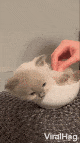 Petting Cat GIF - Petting Cat Viralhog GIFs