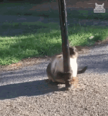 pole dancing cat gif