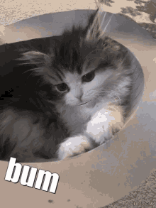 Rumi Bum GIF - Rumi Bum Kitten GIFs