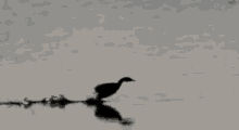 Duckling Runway GIF - Duckling Runway GIFs