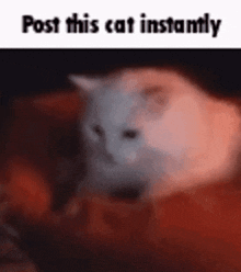 a white cat is sitting on a red blanket with the words `` post this cat instantly '' above it .