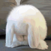 Cravity Seongmin GIF - Cravity Seongmin Bunny GIFs