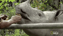 Feeding Puntong GIF - Feeding Puntong Supporting Puntong The Rhino GIFs