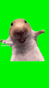 a close up of a hamster 's face with a green screen behind it