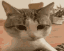 a close up of a cat sitting on a table looking at the camera .