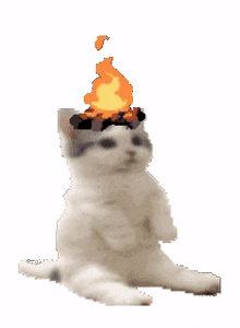 burning cat
