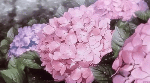 Pretty in Pink pretty flowers pink anime HD wallpaper  Peakpx