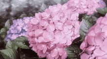 Pink Anime GIF - Pink Anime Flowers GIFs