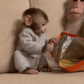 a baby monkey is sitting next to a bag of chips