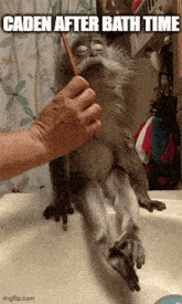 a monkey is being brushed by a person in a bathroom sink and the caption says caden after bath time