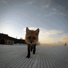 fox cute animal sniff smelling
