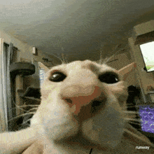 a close up of a cat 's face with runway written on the bottom