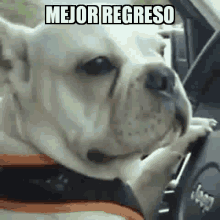 Regreso Dog Driving GIF - Regreso Dog Driving GIFs