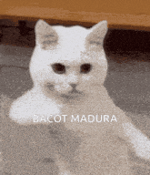 a white cat with the word bacot madura on the bottom right