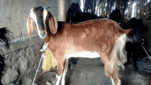 Brown And White Goat Tenor GIF