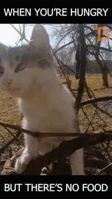 Mici Mici Eating Branch GIF - Mici Mici Eating Branch Hungry Cat GIFs