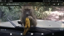 Monkey Banana GIF - Monkey Banana Eating GIFs