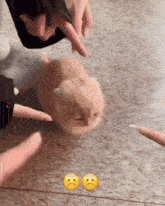 a cat is being touched by a person 's finger with two sad faces next to it