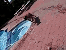 Summer'S Not Over! GIF - Pool Dog Jump GIFs
