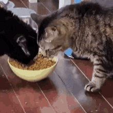 Hungry Hungry Cat GIF - Hungry Hungry Cat Funny Cat GIFs