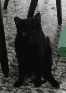 Me Cat GIF - Me Cat GIFs