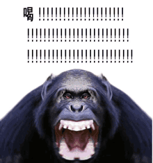 꾸짖을갈 가테갈 GIF - 꾸짖을갈 가테갈 침팬치 GIFs