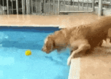 Dog Pool GIF - Dog Pool Lol GIFs