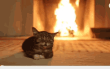 Lil Bub Cat GIF - Lil Bub Cat Yule Log GIFs