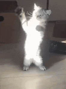 a white cat is standing on its hind legs and looking at the camera .