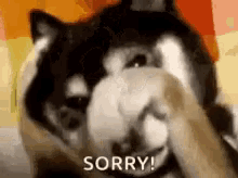 Sorry Apologize GIF - Sorry Apologize Shy GIFs