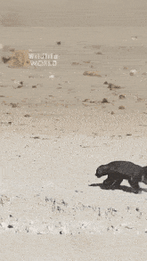 a wildlife world logo can be seen on the bottom of a video
