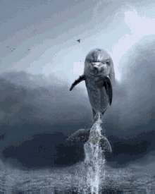 Dolphin Bird GIF - Dolphin Bird Flying GIFs