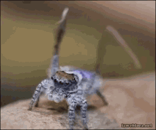 Bugs Insects GIF - Bugs Insects Dancing Spider GIFs