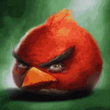 Xafer Angrybirdsmeme GIF