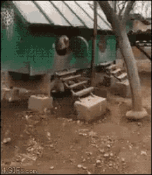 Giant Rooster King Bird GIF - Giant Rooster King Bird GIFs